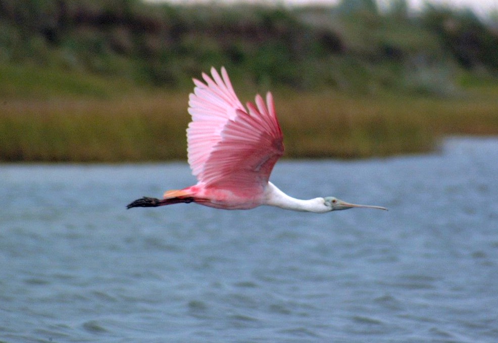 roseatte spoonbill-02.jpg   (986x680)   125 Kb                                    Click to display next picture